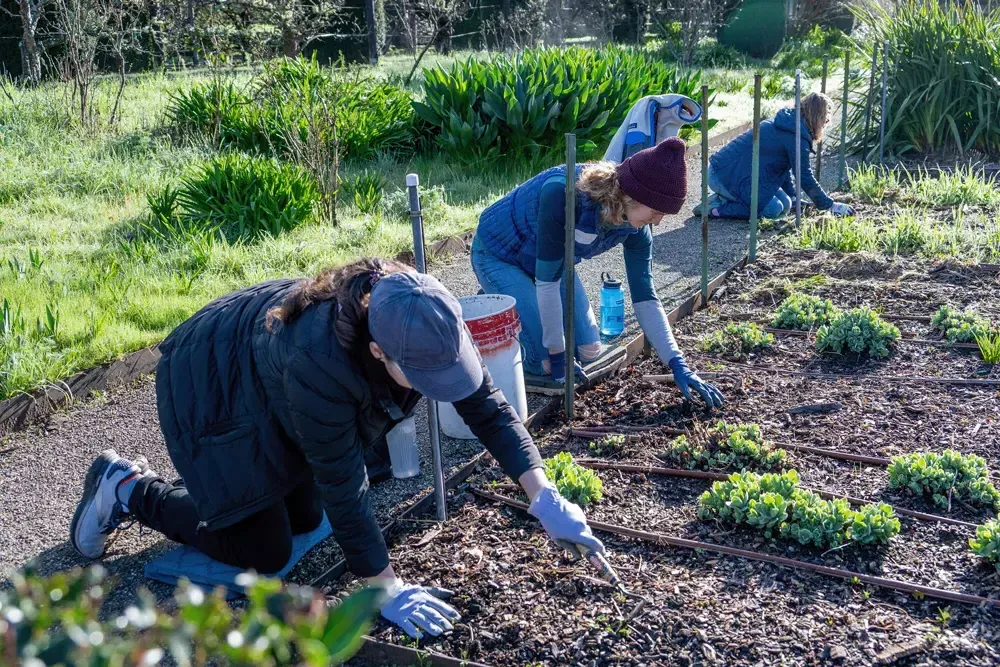 Volunteers work in the orchards of Filoli